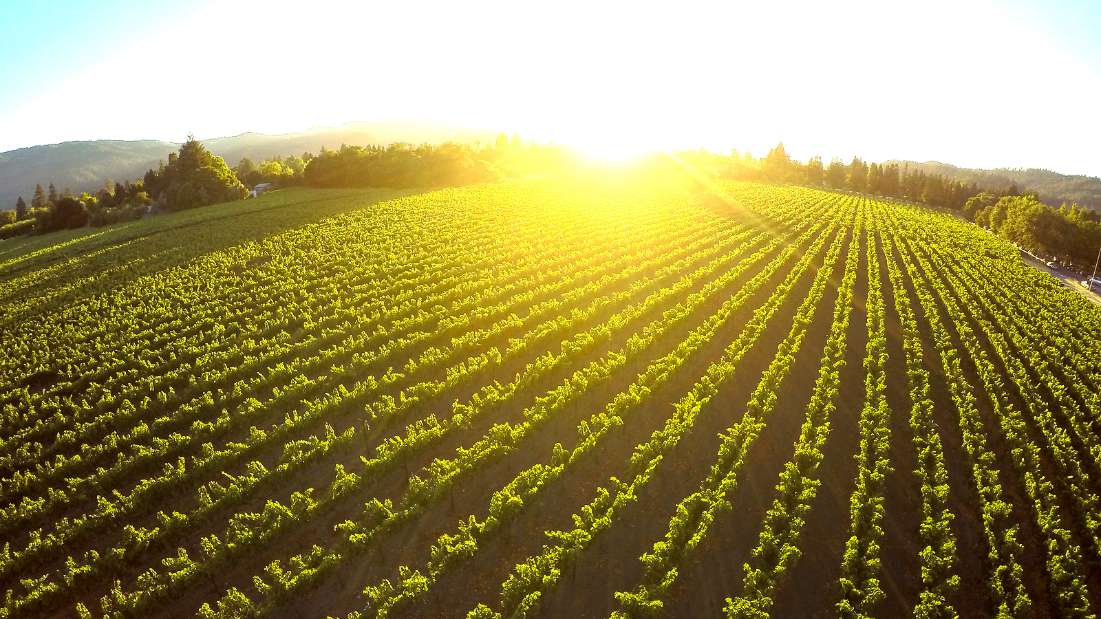 Sun Exposure impacts Napa Valley Terroir