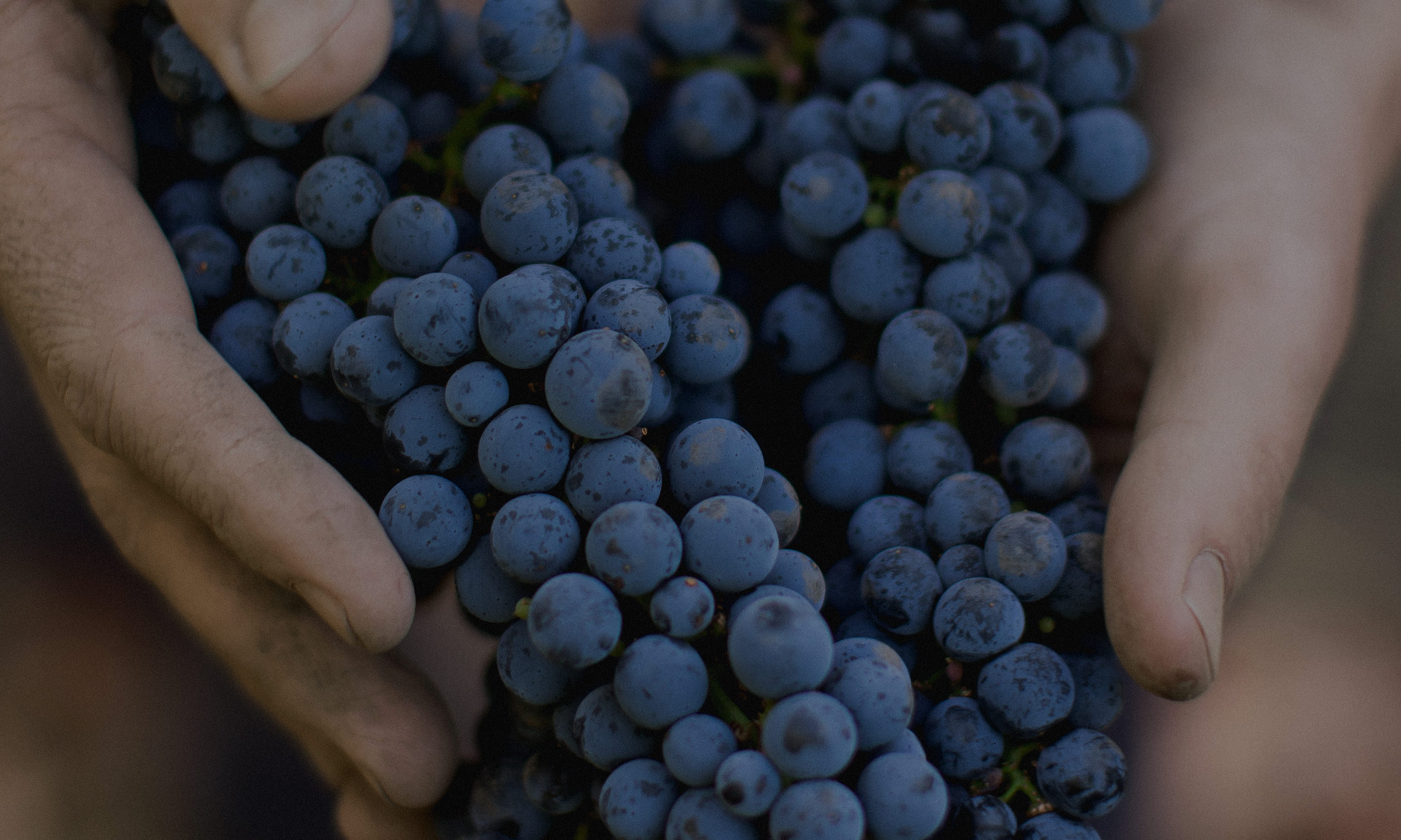 Winemaker Stories from Napa Valley - Do You Have What It Takes to Make Wine?